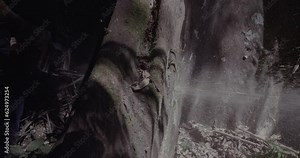 Amazon Rainforest Logger takes Chainsaw to Tree