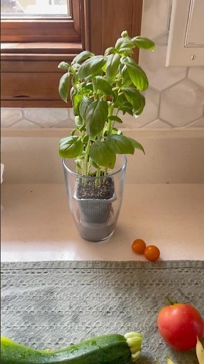 Make Your Grocery Store Basil Last Longer #freshherbs #basil