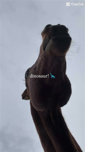 Love my boy!! Hopefully will be posting more content soon #horse #equestrianjourney #horseriding