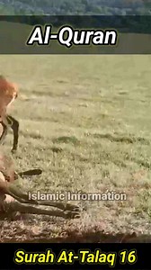 686K views · 125K reactions | Surah At-Talaq Chap No-65 Urdu Translation | Moulana Fateh Muhammad Jalandhari | #alquran #translation #urdu #islamicstatus #hidayat #qurantarjuma | Islamic Information | Facebook