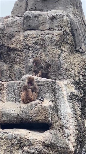 Punch Kun: The Rising Star of Punch Monkey Japan