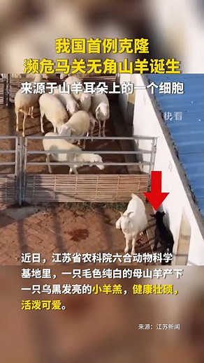 In east China’s Jiangsu Province, a pure white female goat gave birth to a shiny black lamb that is healthy, robust, and adorable. This black lamb is a cloned goat of Yunnan Maguan Polled Goat, which is a rare breed of goat. This cloned goat originated from a cell on the ear of a Yunnan Maguan Polled Goat. Let's take a closer look. #clones #goatlife #nature #indanger #species #WildChina | CGTN China24