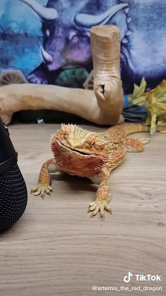 Bearded Dragon ASMR Mic Unboxing