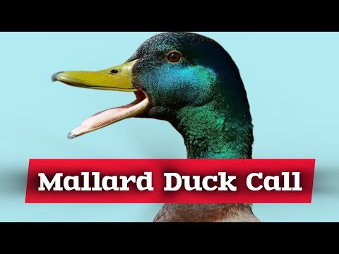 Mallard duck call / Duck mallard sound for hunting 🦆🦆🦆