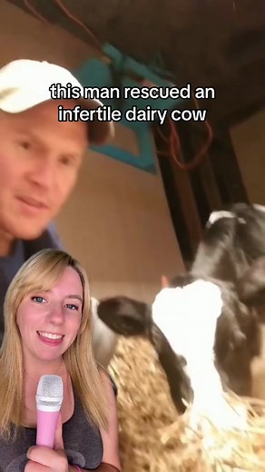 A man in Virginia rescued an infertile dairy cow when she was 3 days old, and that cow ended up helping him meet the love of his life! 🐄 💕 See more from Ryan, Mallory, Jenna, and all of their animals on the Life with Pigs Farm Sanctuary accounts: TT: @Life With Pigs Farm Sanctuary IG: lifewithpigsfarmsanctuary FB: Life with Pigs 📸 Life with Pigs Farm Sanctuary #cowsoftiktok #animalrescue #farmsanctuary #goodnews #positivecontent #cows