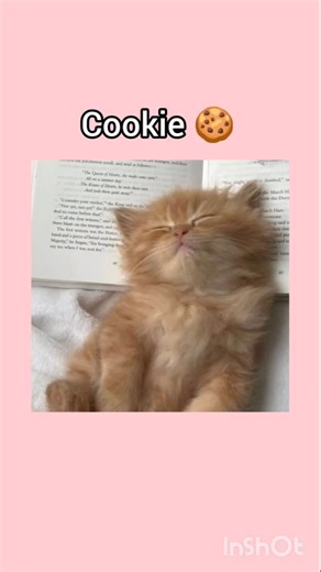 Aesthetic And Cute Cat Name Ideas🐾🐱#aesthetic#cute#ideas #name#catnames#kitten #kitten#kitty#pfypシ