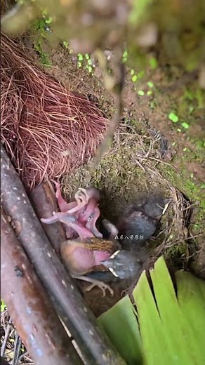 The cuckoo is extremely powerful and flips the little bird over.杜鹃鸟力大无比，把小鸟顶翻过来