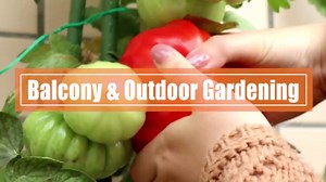 Gardzen 10-Pack 1 Gallon Grow Bags, Aeration Fabric Pots with Handles, Heavy Duty Cloth Pots for Plants