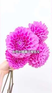 ダリア＝すぐ枯れるを払拭！長持ちテクをご紹介♪ #ダリア #花のお手入れ #花のある暮らし