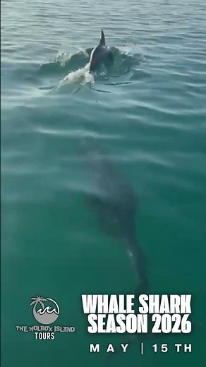 Whale Shark Tour Bonus: Escorted by Wild Dolphins! | Holbox 2026 #holbox #whaleshark #dolphins