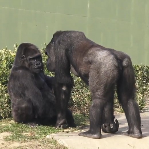 OMG, Look so gorgeous action gorilla couple. They are so sweet. | The Wild Animal
