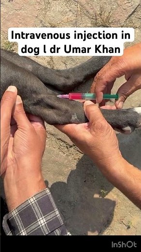 Intravenous injection in dog l dr Umar Khan
