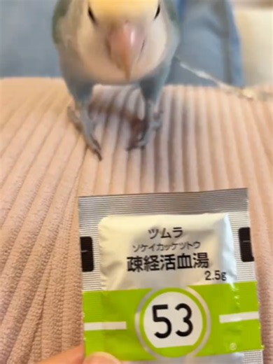 Video của Tips_data_1102 (@tips_data_1102) về the bird pov