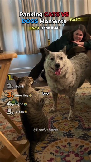 Ranking Cats VS Dogs Moments Part 2!😹 #shorts