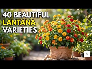 40 Beautiful Lantana Varieties | Lantana Plants You'll Love