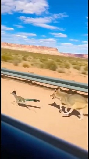 We Caught a Real Roadrunner & Coyote Chase on Camera! 😱😂