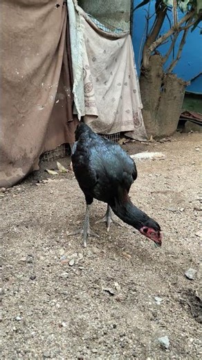 new trinting song Tamil WhatsApp status download sandal seval WhatsApp status download Tamil