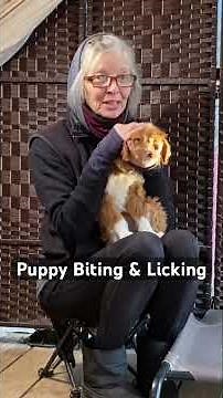 Stop Puppy Biting & Licking #dogtrainer #dogtraining #puppybiting #puppytraining #asheville