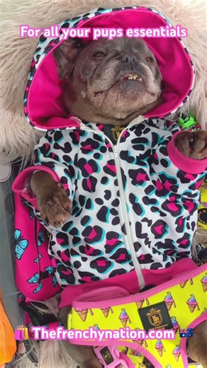 Packing for a road trip… Don’t forget the essentials 😂🐶 Thefrenchynation.com🇦🇺 #frenchie #dogs