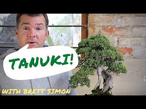 How to make a Tanuki bonsai