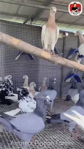 I have six types of pigeons here. #pigeon