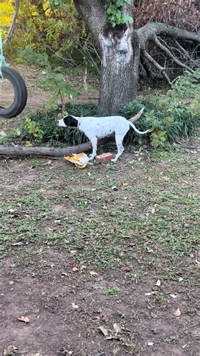 Birddog pointing #Birddog #pointing #dog