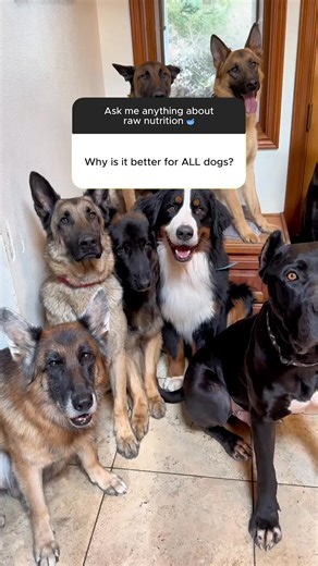 Whether you’re feeding one dog or eighteen, We Feed Raw makes consistency simple — so every meal hits the same high standard. ⛔ Junk-free meals 🥩 Clean, raw nutrition 🐶 Designed to help dogs thrive Raw food is the clean fuel your dog deserves. For owners who want the best: raw food that fits into real routines. | We Feed Raw