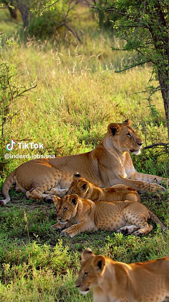 indeed jobs USA on TikTok