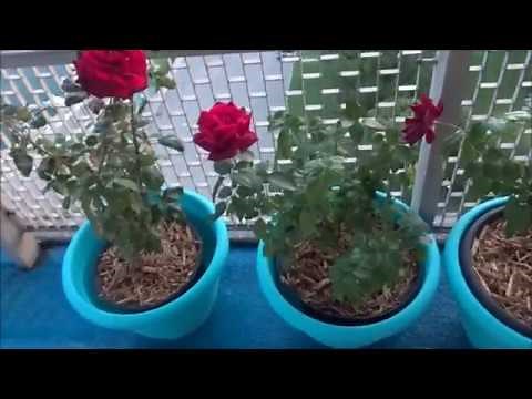 Mr Lincoln, Chrysler Imperial, Oklahoma Hybrid Tea Roses. Part 2