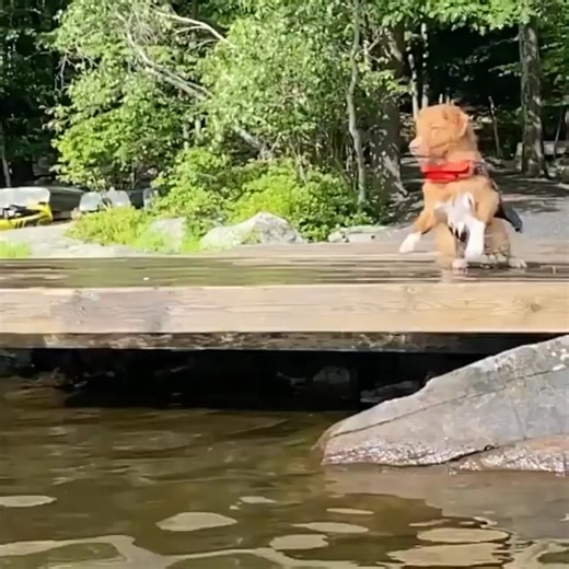"Pure joy, no filter 🐾 #DogLove #DogWorld #HappyPup" | Nova Scotia Duck Tolling Retriever family