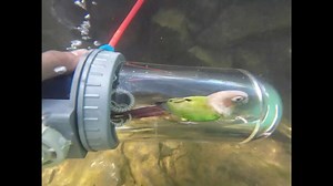 Parrot safely dives in transparent oxygen device in Guangxi, China
