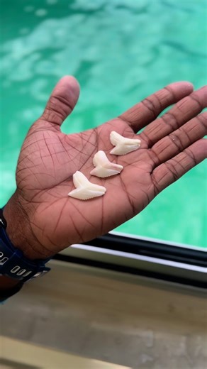 Divingmaldive on Instagram: "Tiger Shark Teeth: Fall Out? Grow Back FASTER Than You Think! + Turtle Shell Breakdown Ever wondered how tiger sharks chomp through tough turtle shells… and why they never run out of teeth? These ocean predators have a game-changing dental trick: old teeth fall out regularly, but new ones grow back in just days—keeping their jaws sharp for hunting. And when it comes to turtle shells? Their thick, serrated teeth and powerful bites make even hard shells no match. Dive 