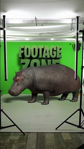 Hippopotamus Roar on Green Screen | Funny Studio Footage