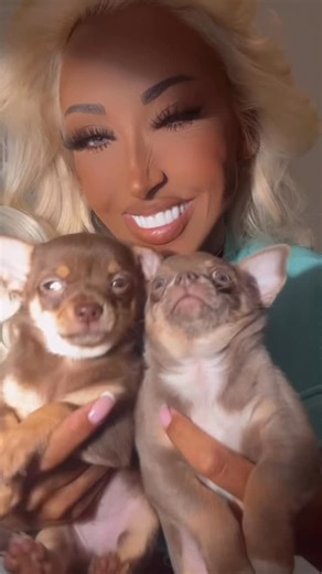 holly deacon on Instagram: "Welcoming Baby & Button into my life 🐶💕 My heart still belongs to my precious Junior – nothing and no one could ever replace him, he will always be my number one and my forever love 🤍✨ But now, with these two little souls, I have a chance to give more love and care, just like he taught me. Junior lives on in everything I do for them, and I know he’s watching over us 🕊️🐾 #chihuahua #puppylove"