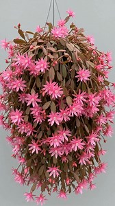 5.1K reactions · 703 shares | This vibrant bloom is Rhipsalidopsis, commonly known as the Easter Cactus. #flowers #flowerslovers #garden #gardening | Ammy Lia | Facebook