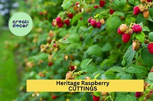 Buy 20 Heritage Raspberry Cuttings | Everbearing Red Raspberry Starter Wood | Unrooted Canes for Growing Fruit Plants | USA Shipping Online in India - Etsy