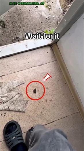 When a Frog Enters Your House💥☝️ #shorts #incidents #uniquefacts #interestingfacts