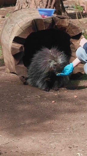 Watch This Porcupine Devour Its Morning Meal!