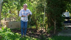 🌱 Discover Yacon – The Sweet Root with a Healthy Twist! 🌱 Did you know Yacon is often called the “Peruvian ground apple”? Not only is it deliciously crisp and sweet, but it’s also packed with natural prebiotics that support gut health and digestion. Yacon is low in calories, high in fibre, and a fantastic addition to smoothies, salads, or enjoyed fresh for a healthy snack. Ready to grow your own? Yacon rhizomes are now available at Garden Express! Stock is limited, so don’t miss your chance to