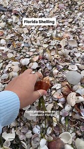 New shell unlocked😄🐚The Smooth Duckclam might not look very exciting, but I love finding something for the first time! Trying to check off each shell in the Florida shell guides. Is there a specific one you want to find? #shelling #swfl #beachfinds #seashells | Let's Go Shelling