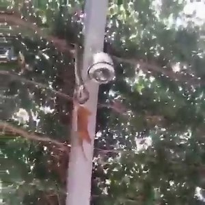 The times when pythons hunt are too spectacular | Dog Lovers