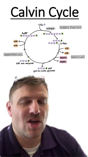 Understanding the Calvin Cycle in Botany