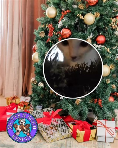 Angelica here 😼🎄 and I’ve fallen in LOVE with the sparkly indoor tree 🌲✨ The lights. The branches. The dangly things that are definitely toys. So tell me — how long is YOUR Christmas tree staying up? 👇 Drop your vote ⬇️ 1️⃣ Comes down immediately 2️⃣ Through New Year’s 3️⃣ February feels right 4️⃣ The cat decides 😹 Vote with a number below — I’m watching 👀⬇️ Quick intro: I’m Angelica, a chatty dilute calico Manx with a tiny wiggly nub, great with dogs and cats, and I need a home with a fel