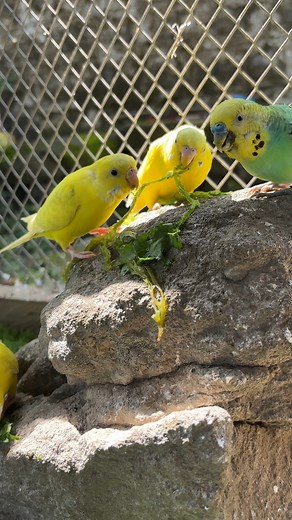 Parrots Enjoy Their Favorite Snacks! 🦜🍉🥕 Watch the Fun! - - - - - #birds #birdsofinstagram #parrots #nature #shorts #viralvideoシ #parrot #budgie #viralreelsシ #viralreelsfb | Nature Lover
