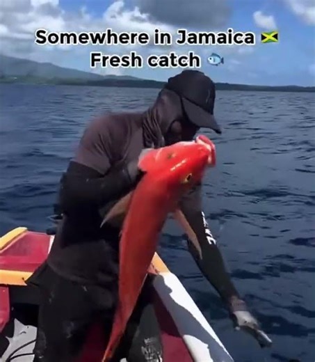 Fresh catch #shorts #fishing #islandlife #nature #beach