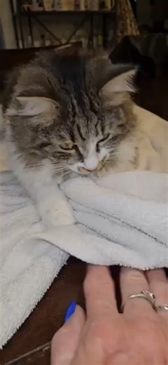 Adorable Scarlet can't resist catching the blanket monster😻🐾#teamkeebo #playtime #cat | Team Keebo