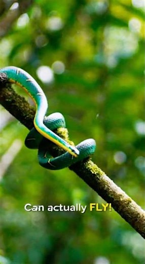 THIS SNAKE CAN FLY #shorts