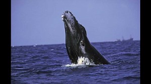 Chant d'une baleine à bosse de Madagascar
