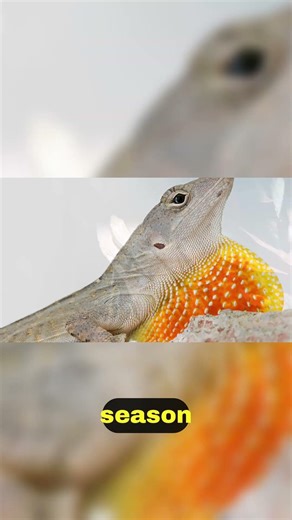 Communication through Color Insights into Lizard Behavior 💬