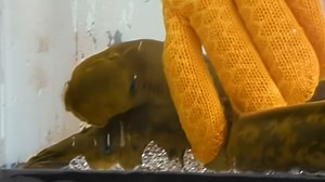 Lamprey attack! Blood-sucking bite